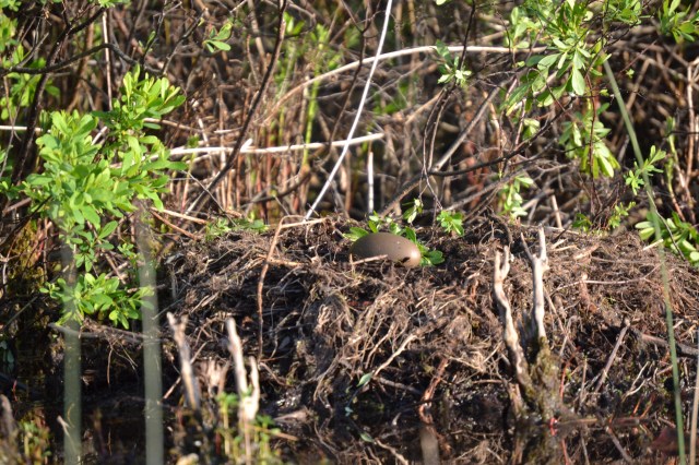 Loon egg