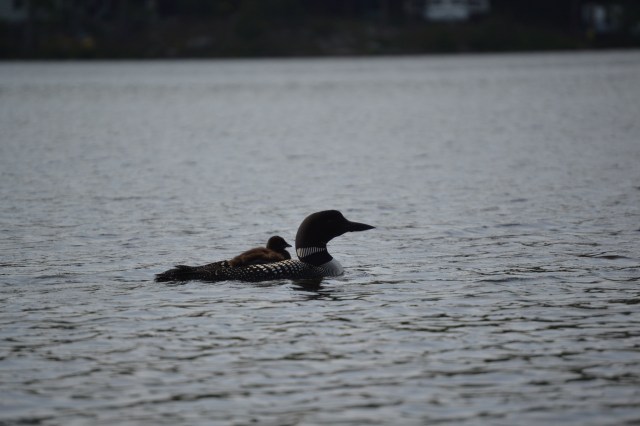 Baby loon on her mother's back