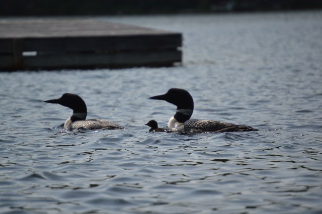 Loon family