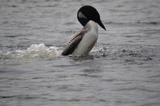 Adult loon ruffling its feathers