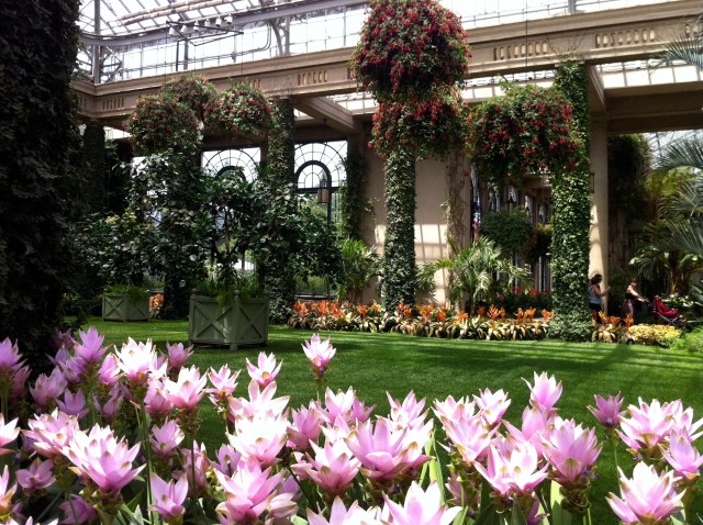 Flowers in a conservatory