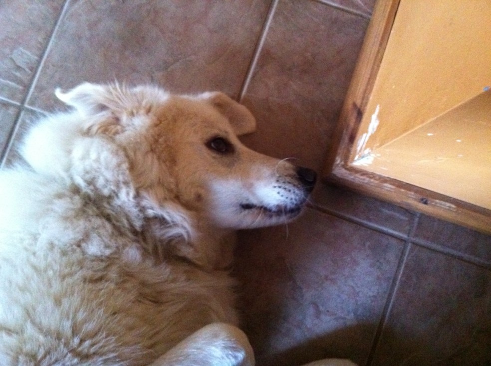 Our great Pyrenees Bella  likes to gnaw on the drywall in our sunroom in the middle of the night