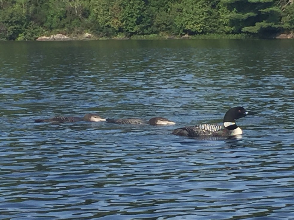 Loon and babies