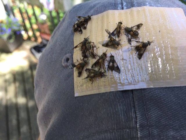 deer flies on hat