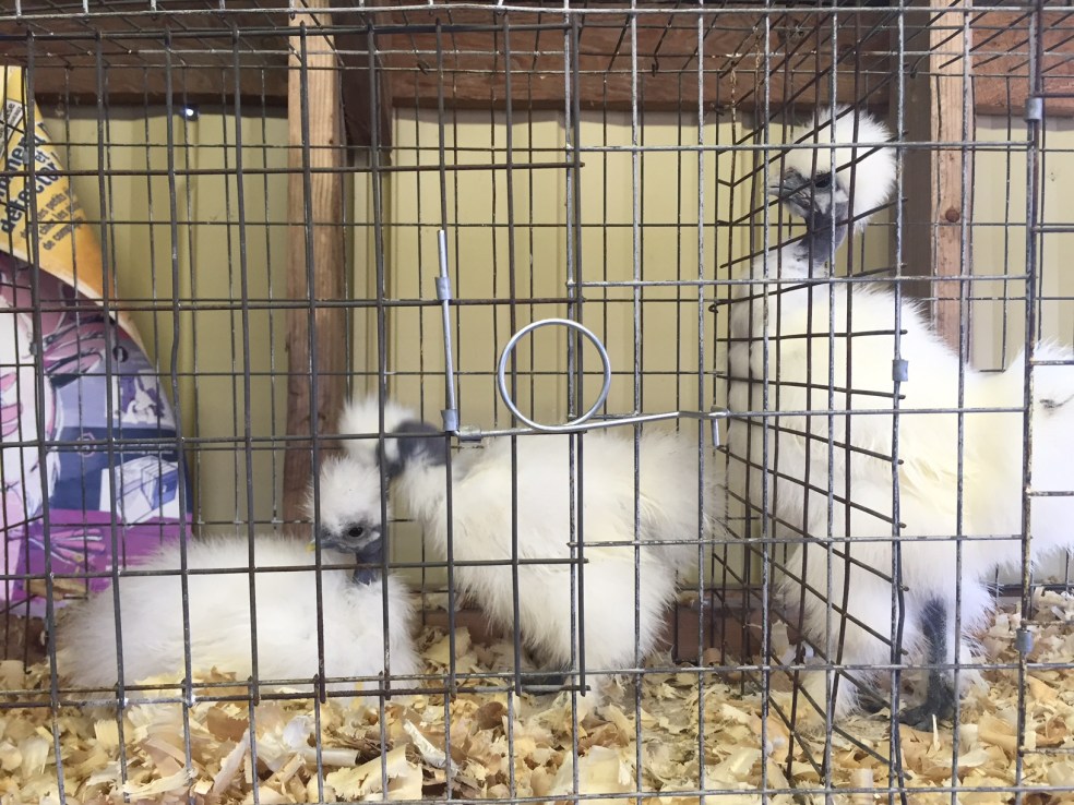 Silkie chickens