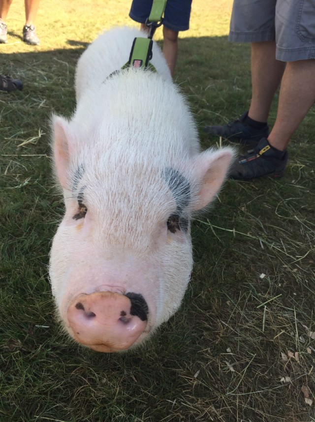 Pot bellied pig