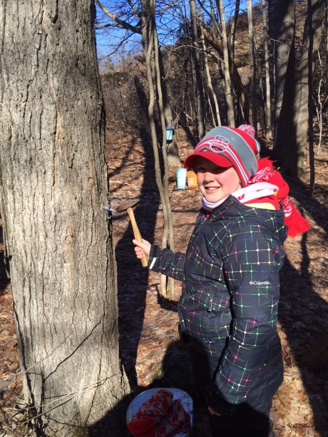 Clare tapping a maple tree