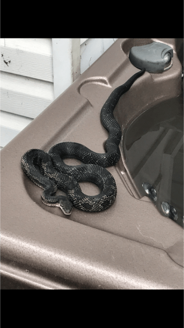 rat snake in corner of hot tub