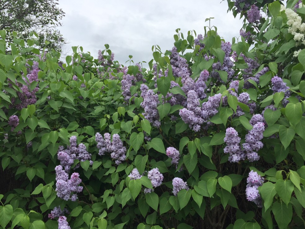 lilac trees