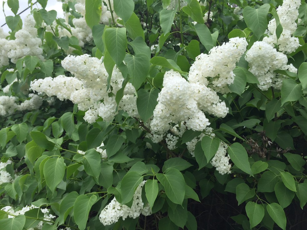 white lilacs