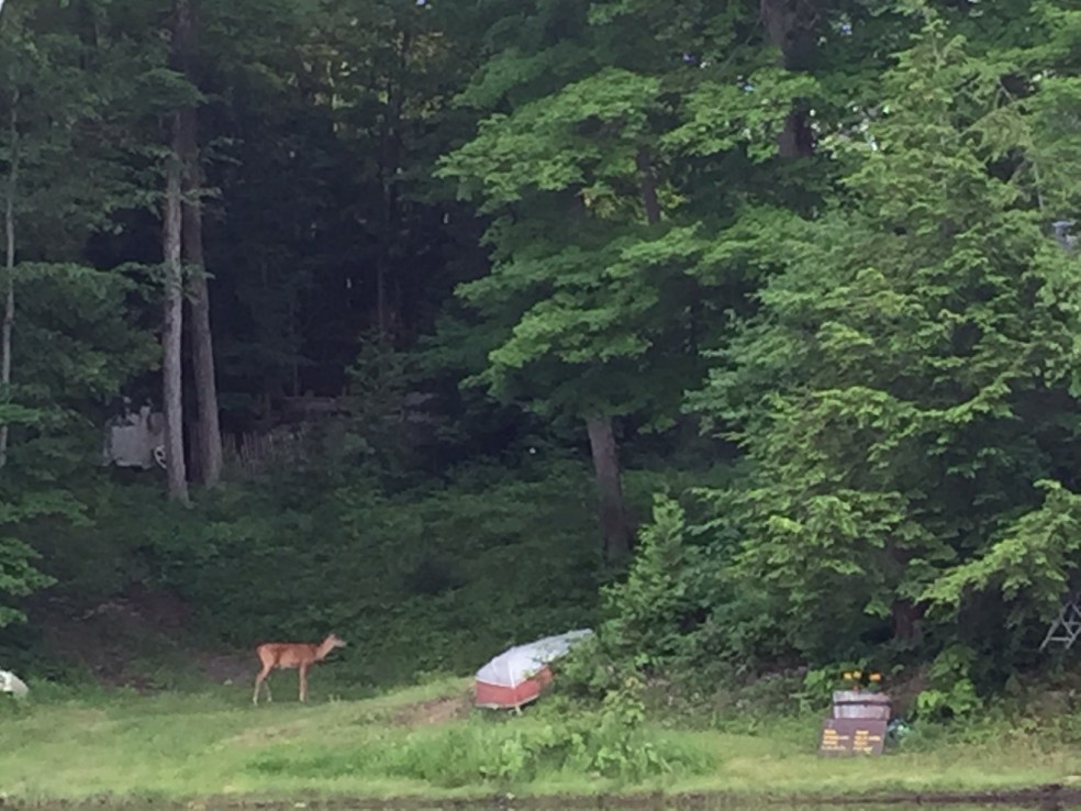 Deer at lake