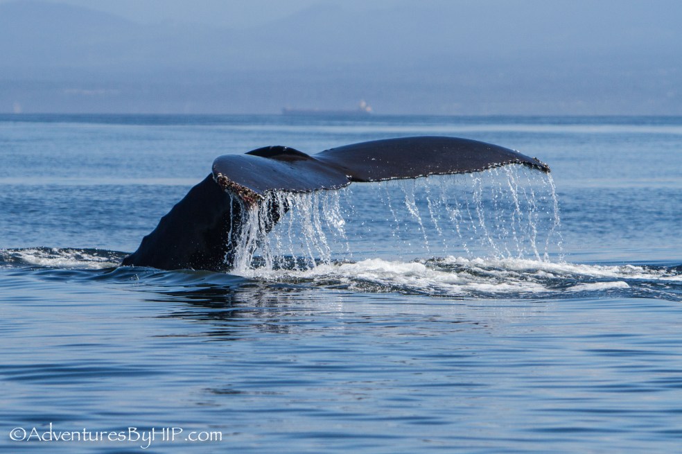 whale with tale out of the water
