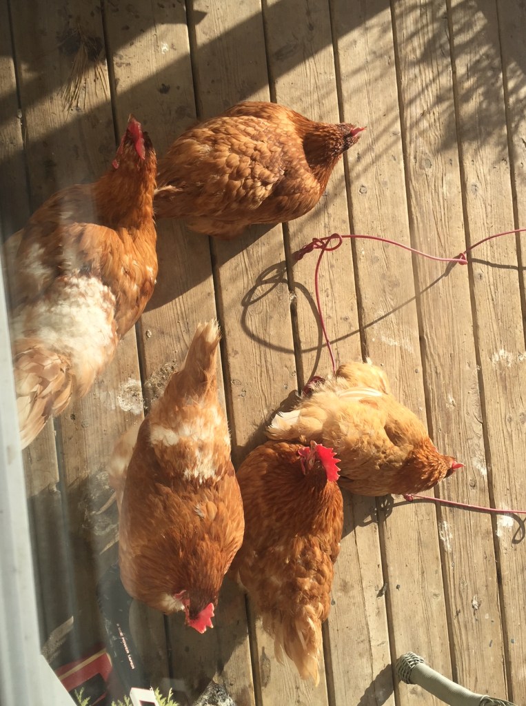 Chickens in sun on front porch