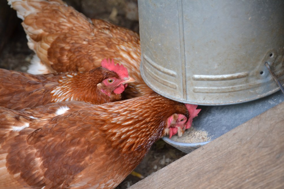 Photo of chickens