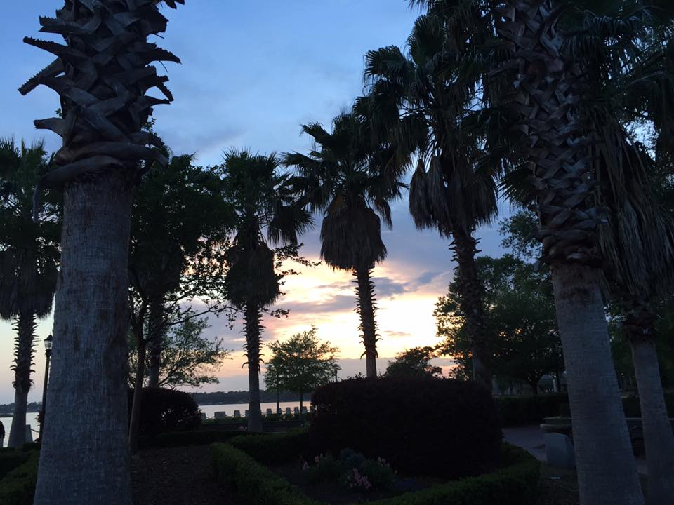 Palm trees at sunset