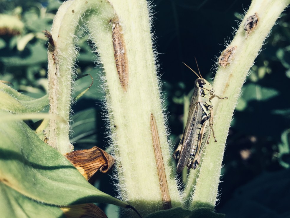 Cricket on sunflower