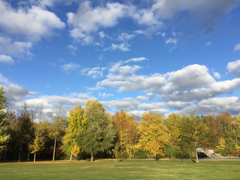 fall trees and sky