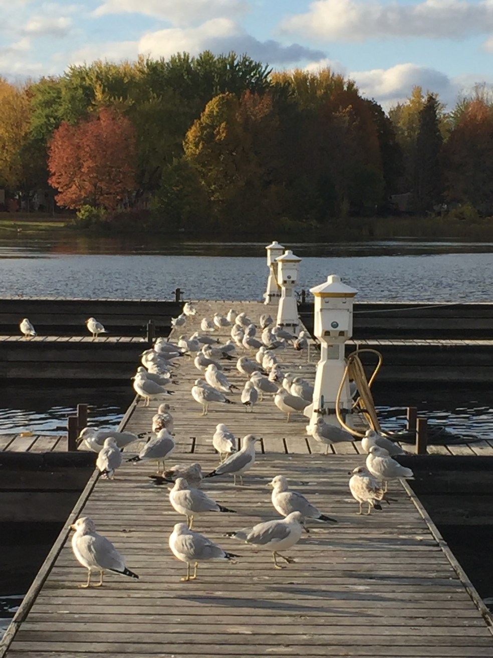 seagulls on a dock in the fall