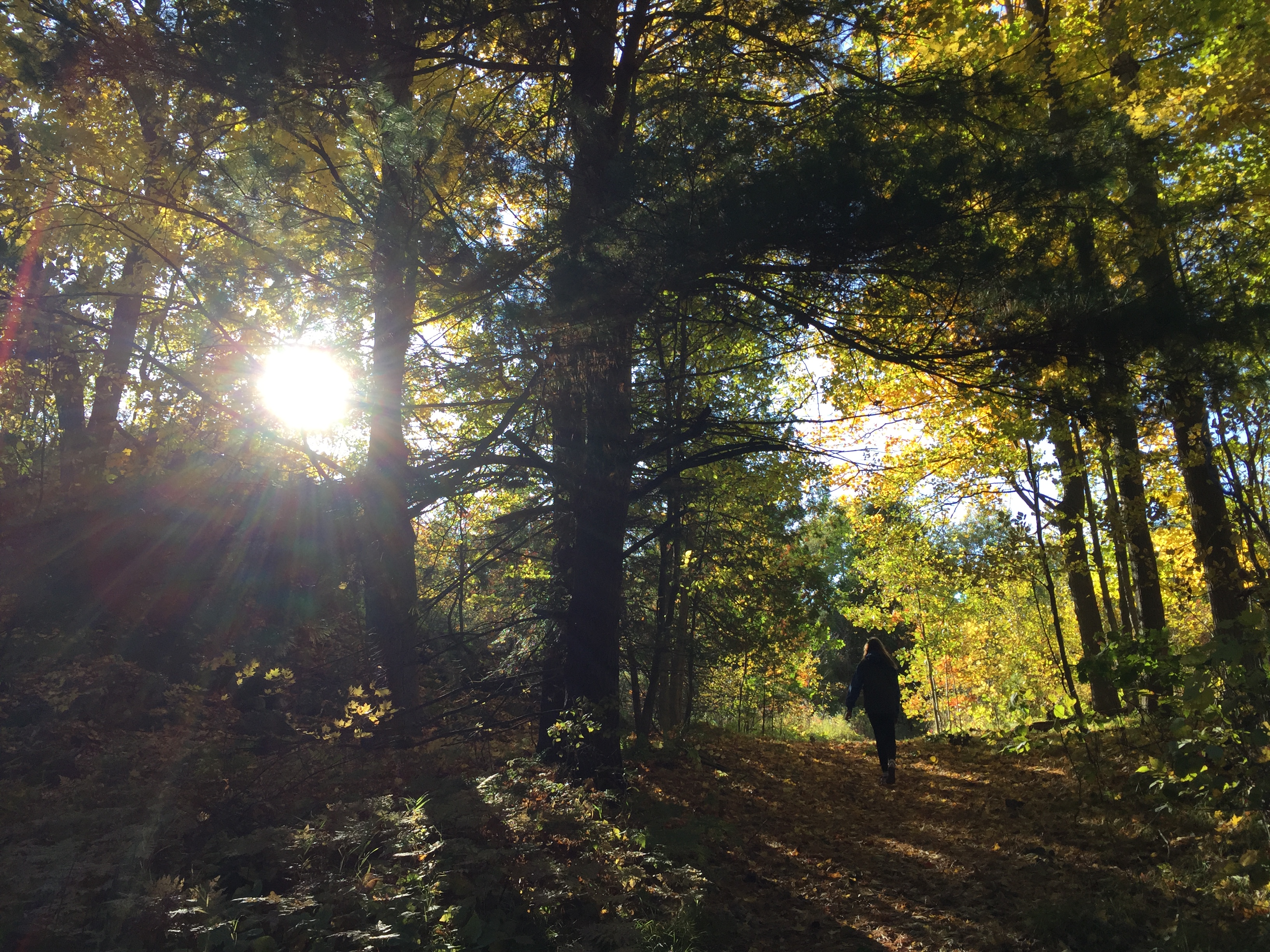 sunburst through trees
