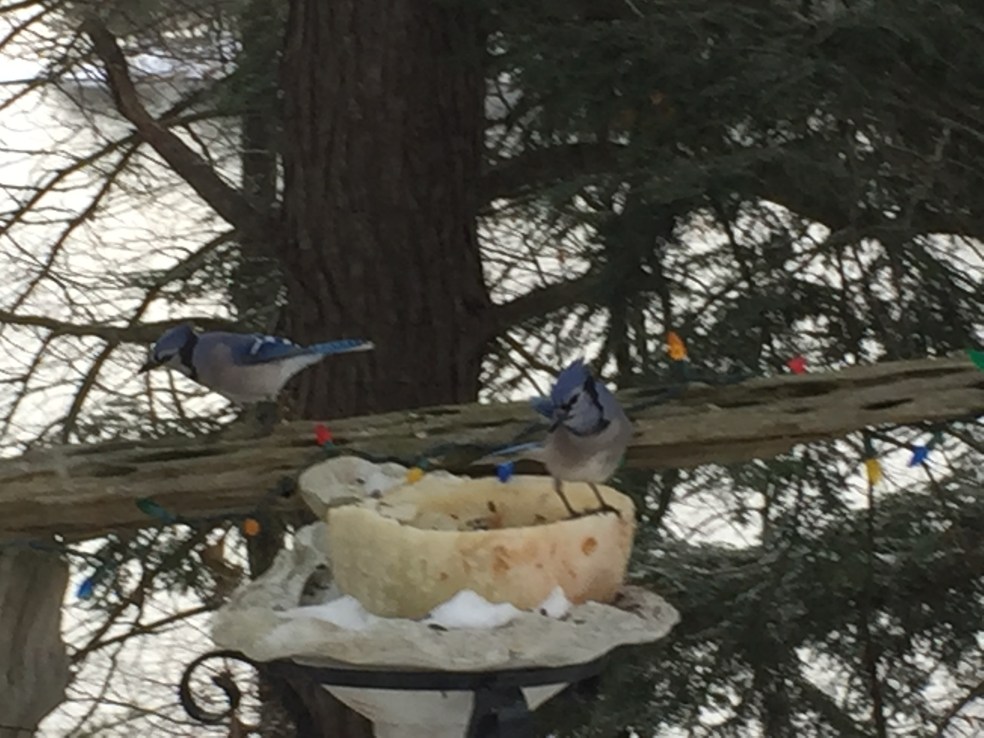 blue jays at bird feeder