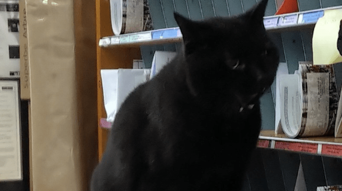 Steve the cat who was fired by Canada Post