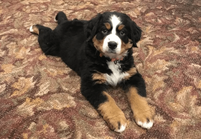 Bernese Mountain dog funeral home therapy dog