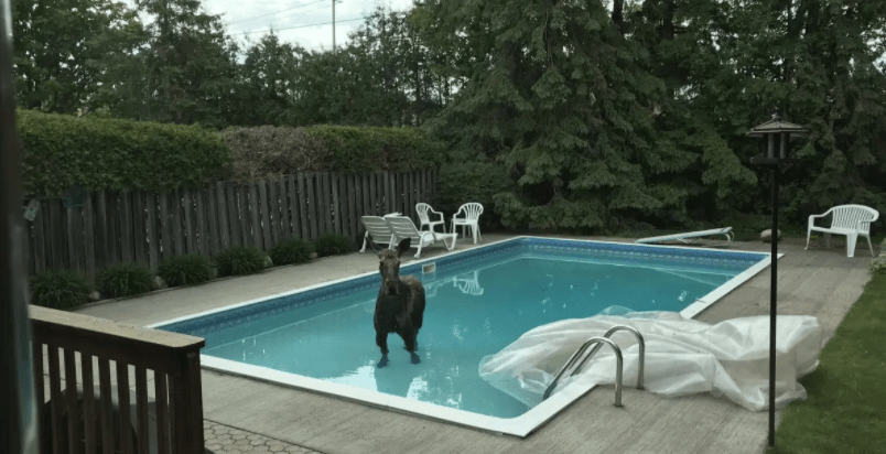 Moose in a pool