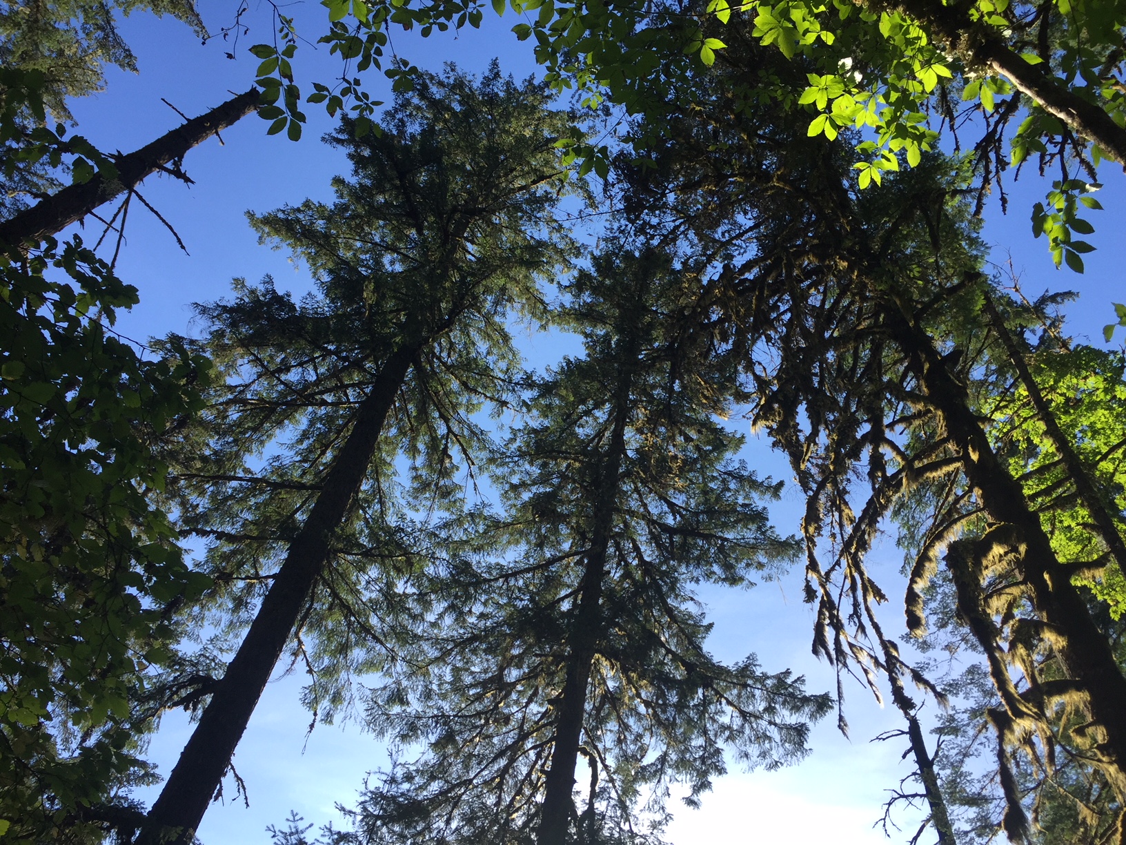 trees in beautiful BC