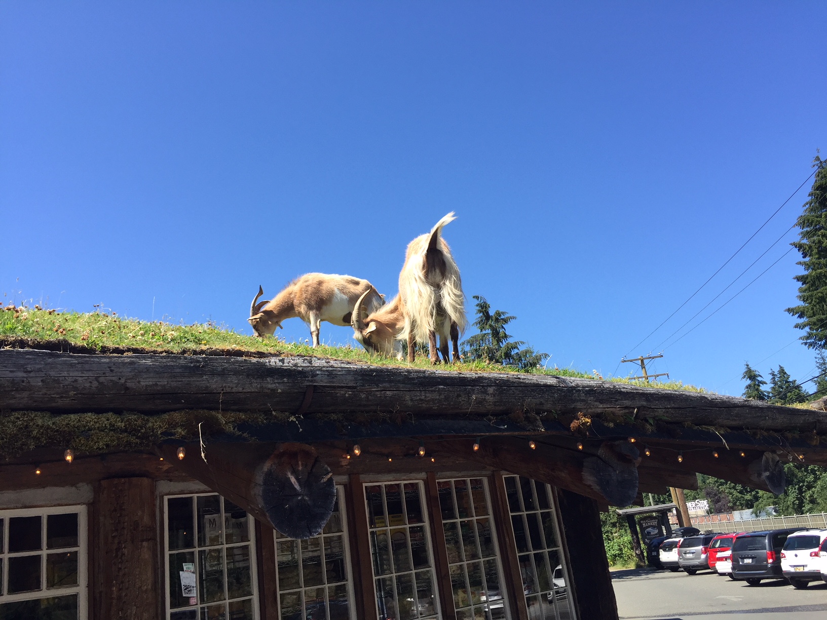 goats grazing on a roof