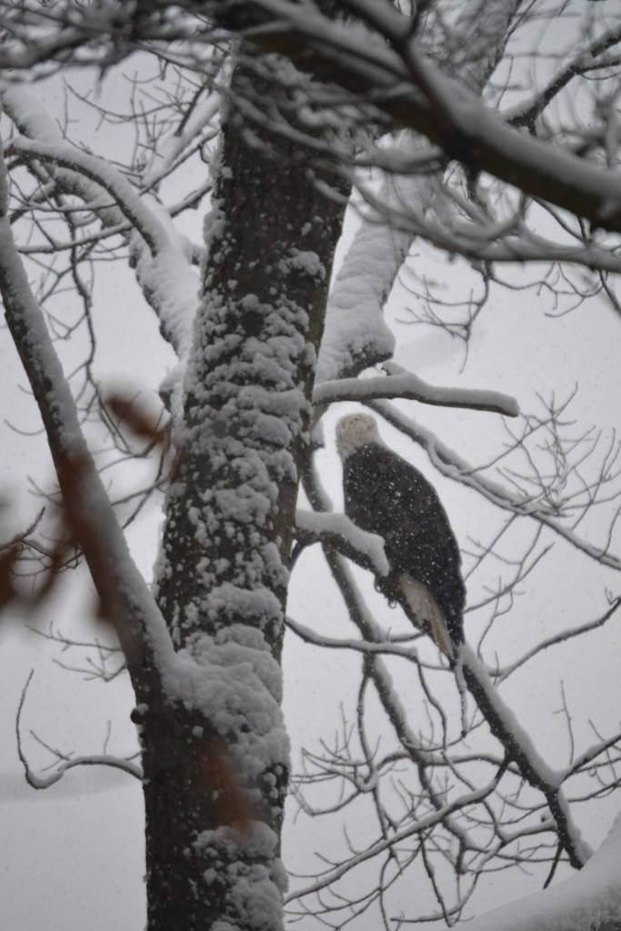 Bald eagle in a snowy tree