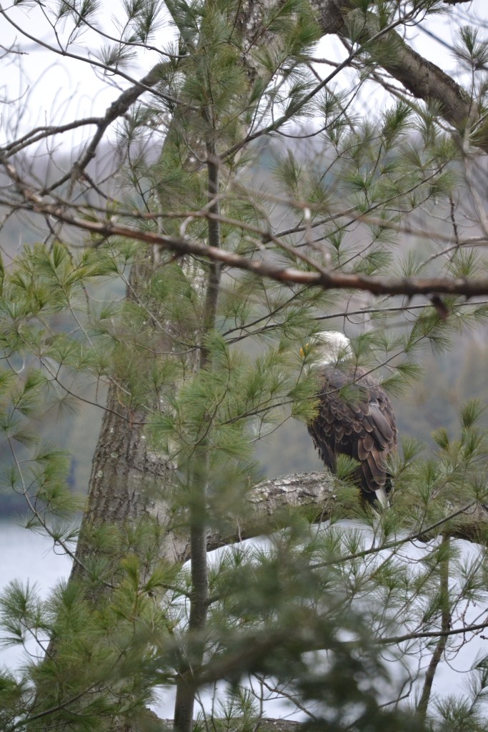 Bald eagle in tree
