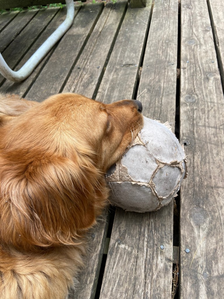 Dog with head on a ball