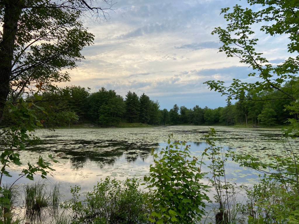 pond with lily pads
