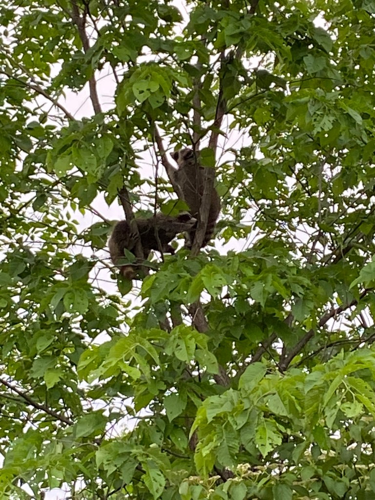 Baby raccoons in the trees