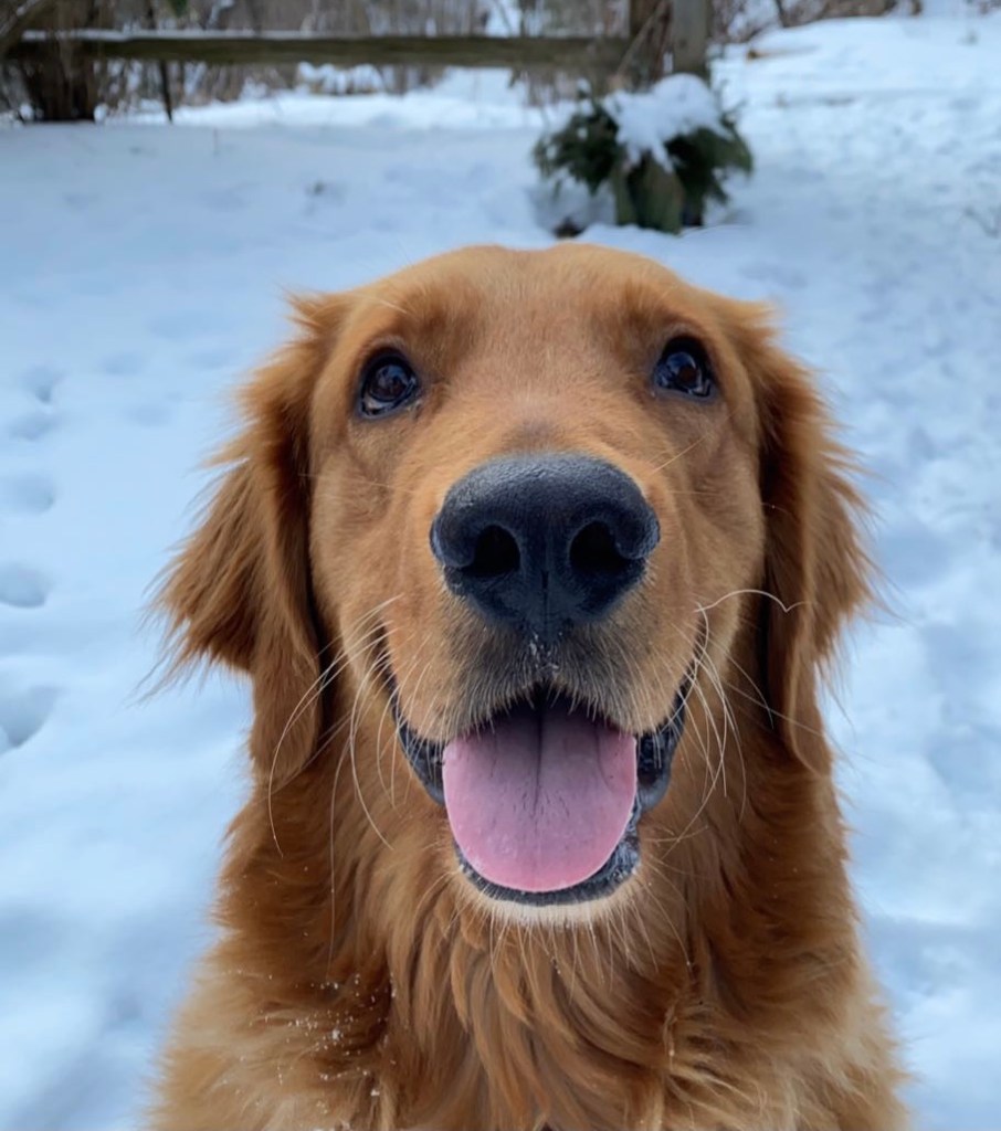 Bentley the dog ready for his 75 Easy Challenge