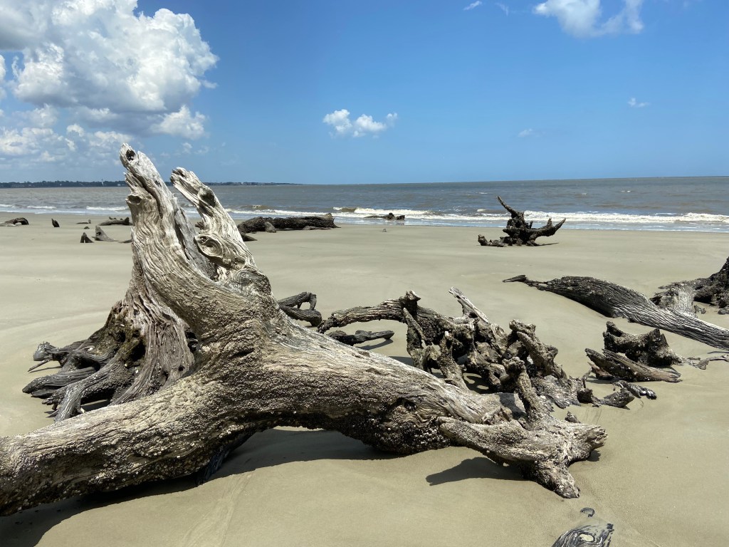 Driftwood on beach