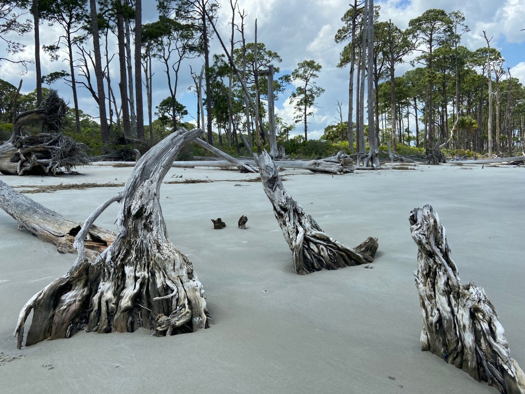 Driftwood art sculptures