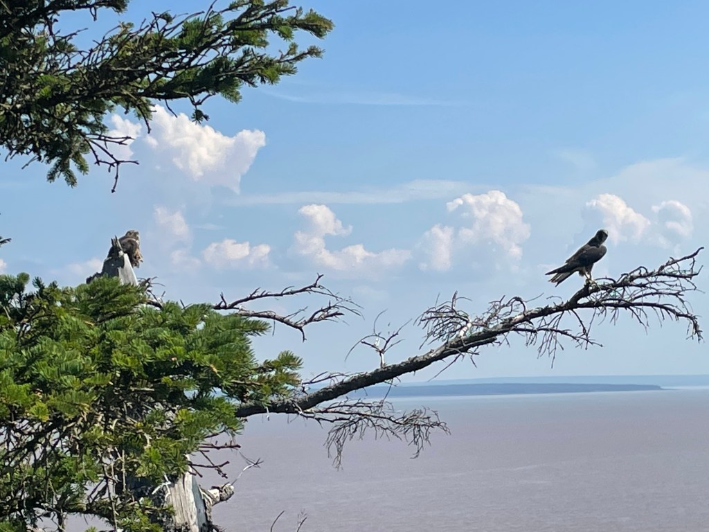 Mother and baby peregrine falcon
