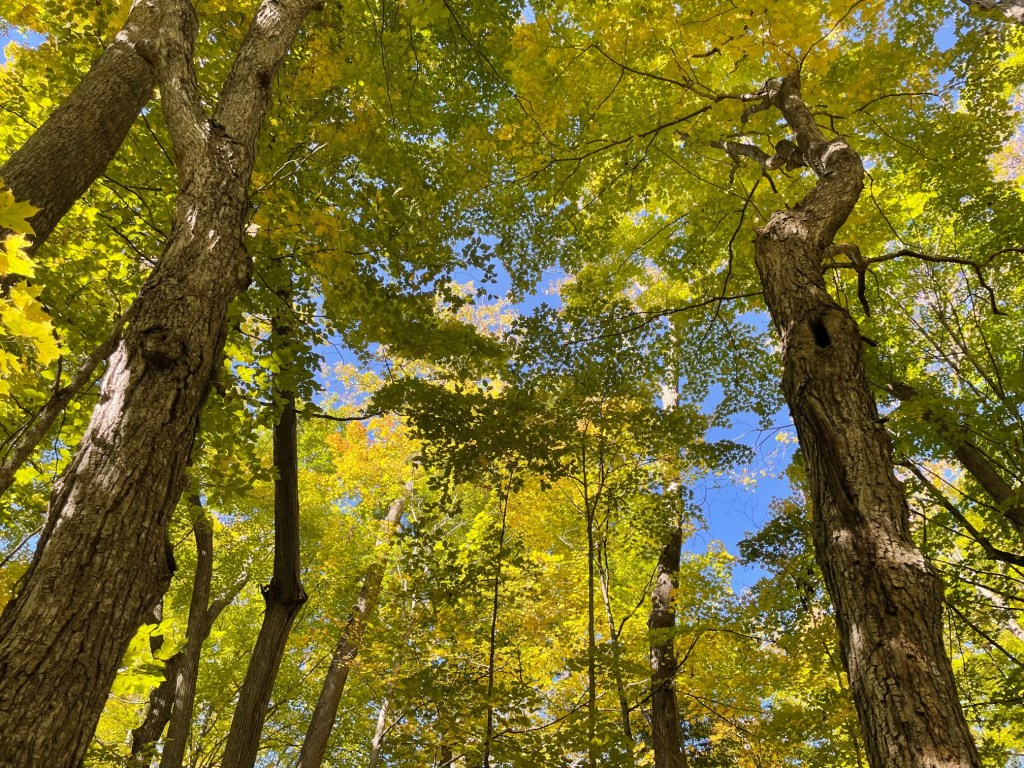 Forest canopy looking up