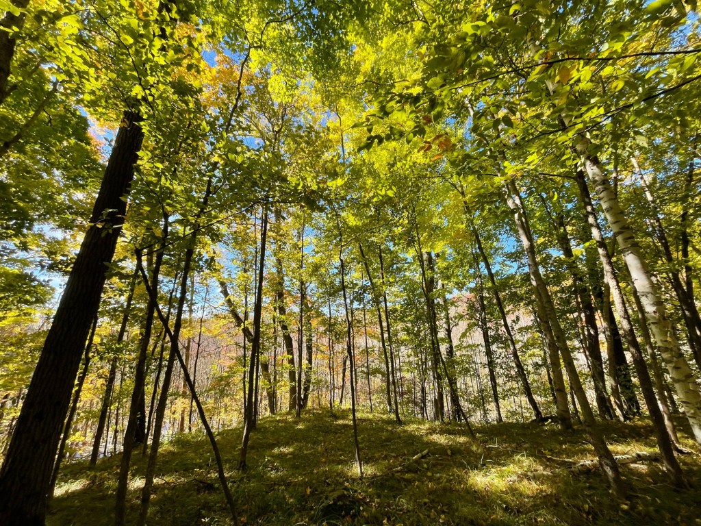Sunlight in a forest