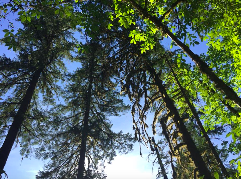 trees in Stamp River Provincial Park
