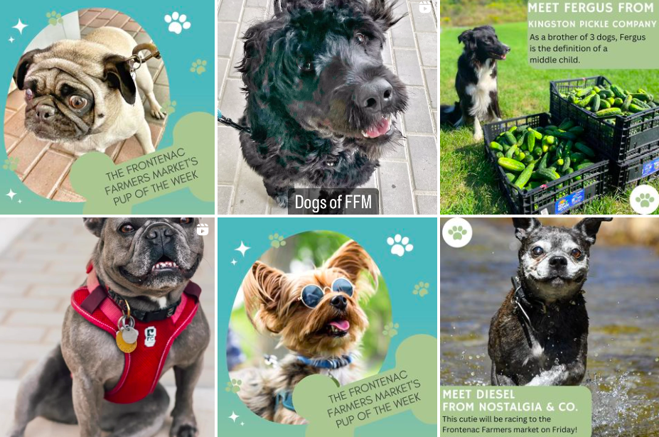 Frontenac Farmers Dogs Instagram feed