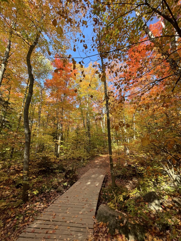 colourful trees on a trail
