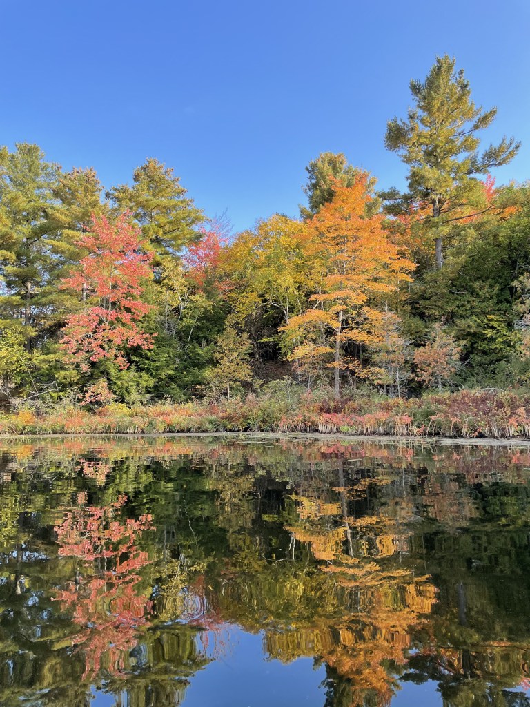 trees reflecting in lake