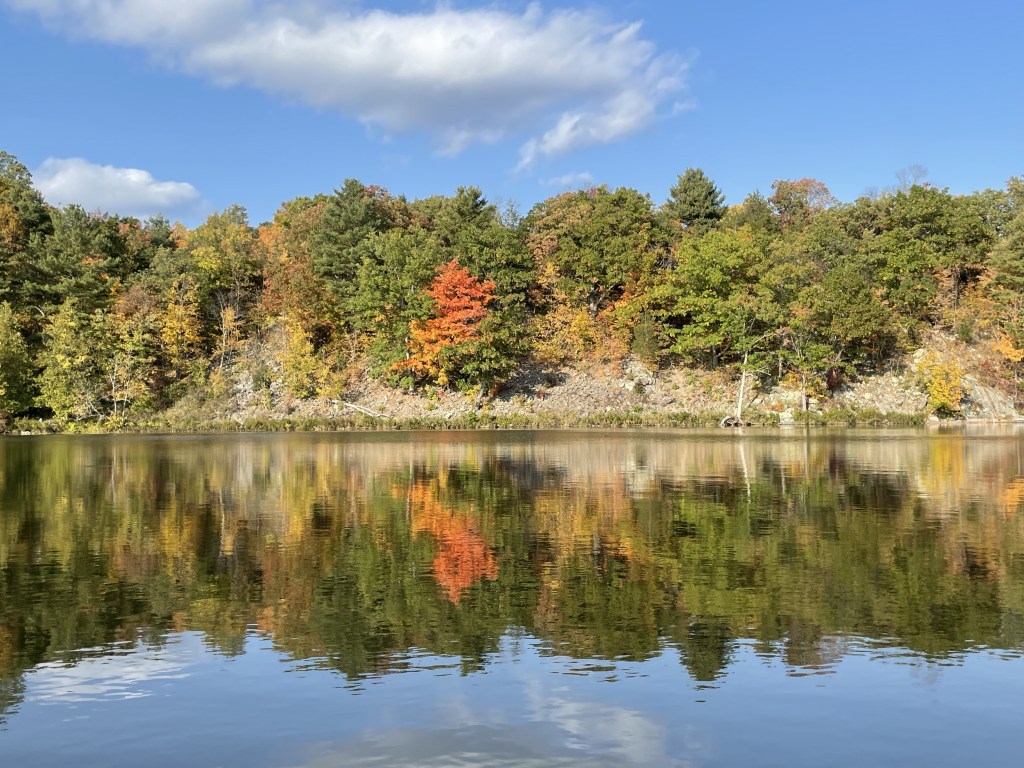 red tree reflecting in water