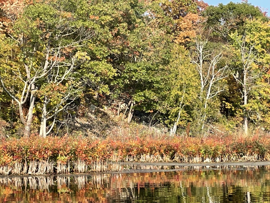 reeds reflecting in lake