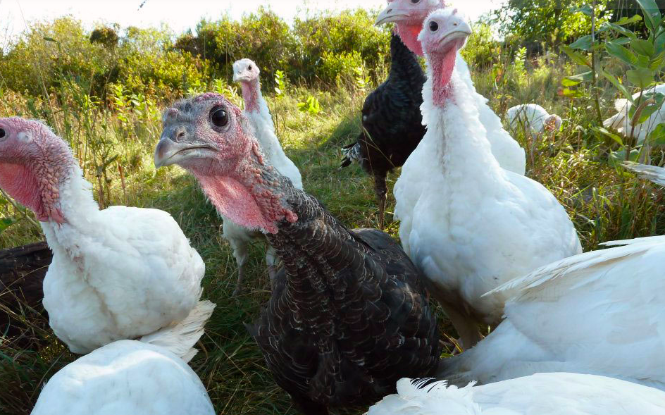 turkeys on a farm