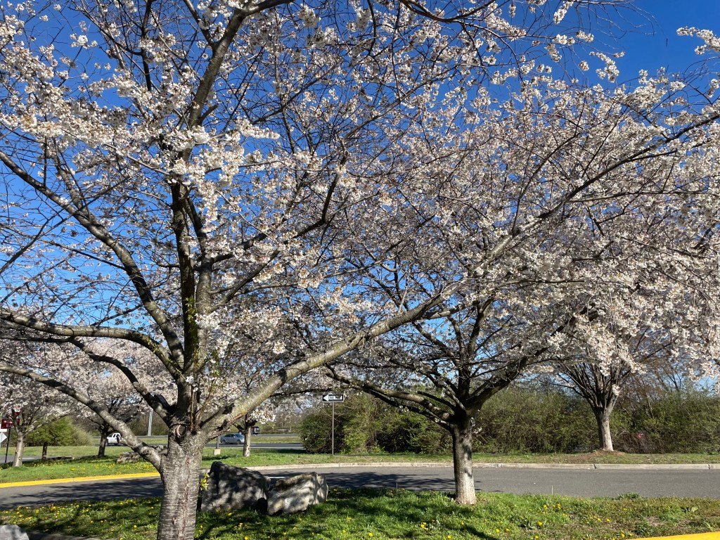 apple blossoms in full bloom