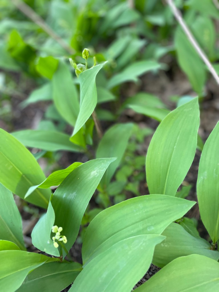 Lily of the Valley