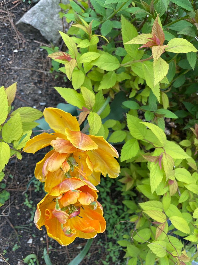 tulip with green tips and leaves
